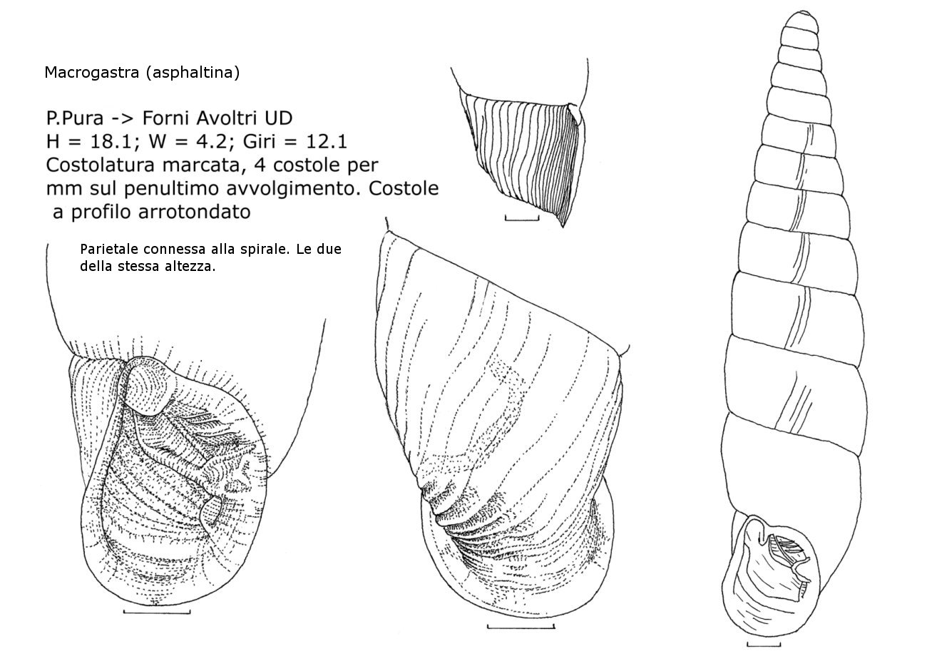 Macrogastra (Pyrostoma) asphaltina (Rossmssler 1836)